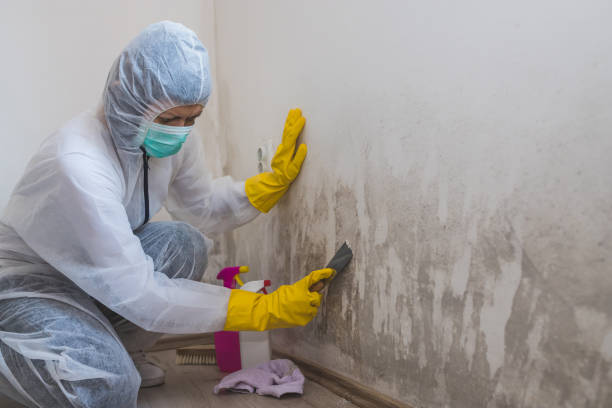 Best Mold Odor Removal Services  in Wimauma, FL