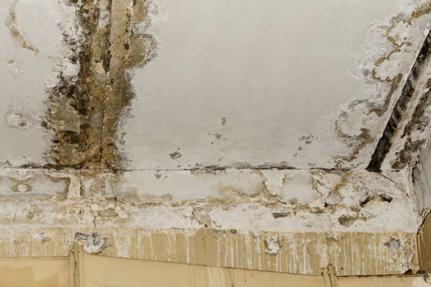 Best Emergency Mold Remediation  in Wimauma, FL