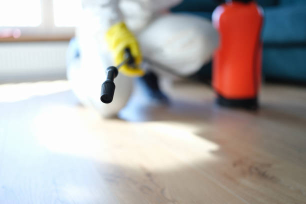 Reliable Wimauma, FL Mold Removal Solutions
