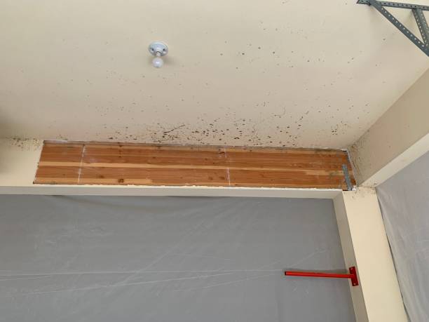 Best Attic Mold Removal  in Wimauma, FL