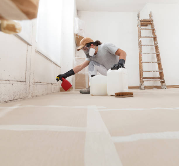 Best Water Damage & Mold Remediation  in Wimauma, FL