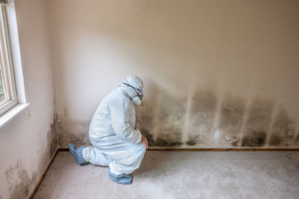 Best Post-Construction Mold Inspection  in Wimauma, FL
