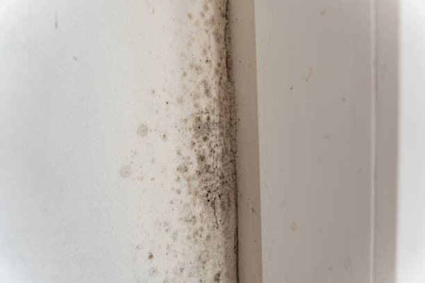 Best Water Damage & Mold Remediation  in Wimauma, FL