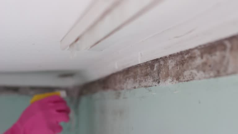 Mold Odor Removal Services in Wimauma, FL